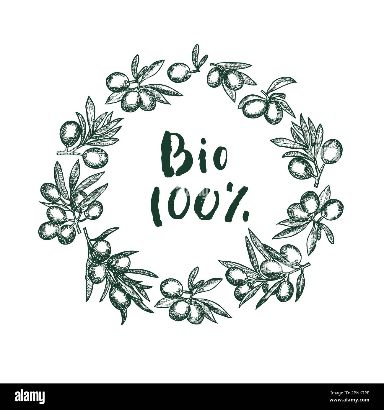 Vector hand drawn olive branches Stock Vector Image & Art - Alamy