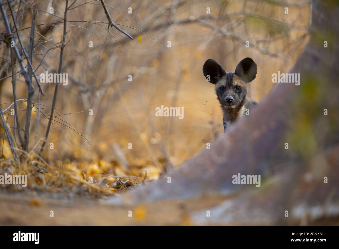 African wild dog (Lycaon pictus) pup peers around the base of a giant baobab tree on Save Valley Conservancy.  Zimbabwe. Stock Photo