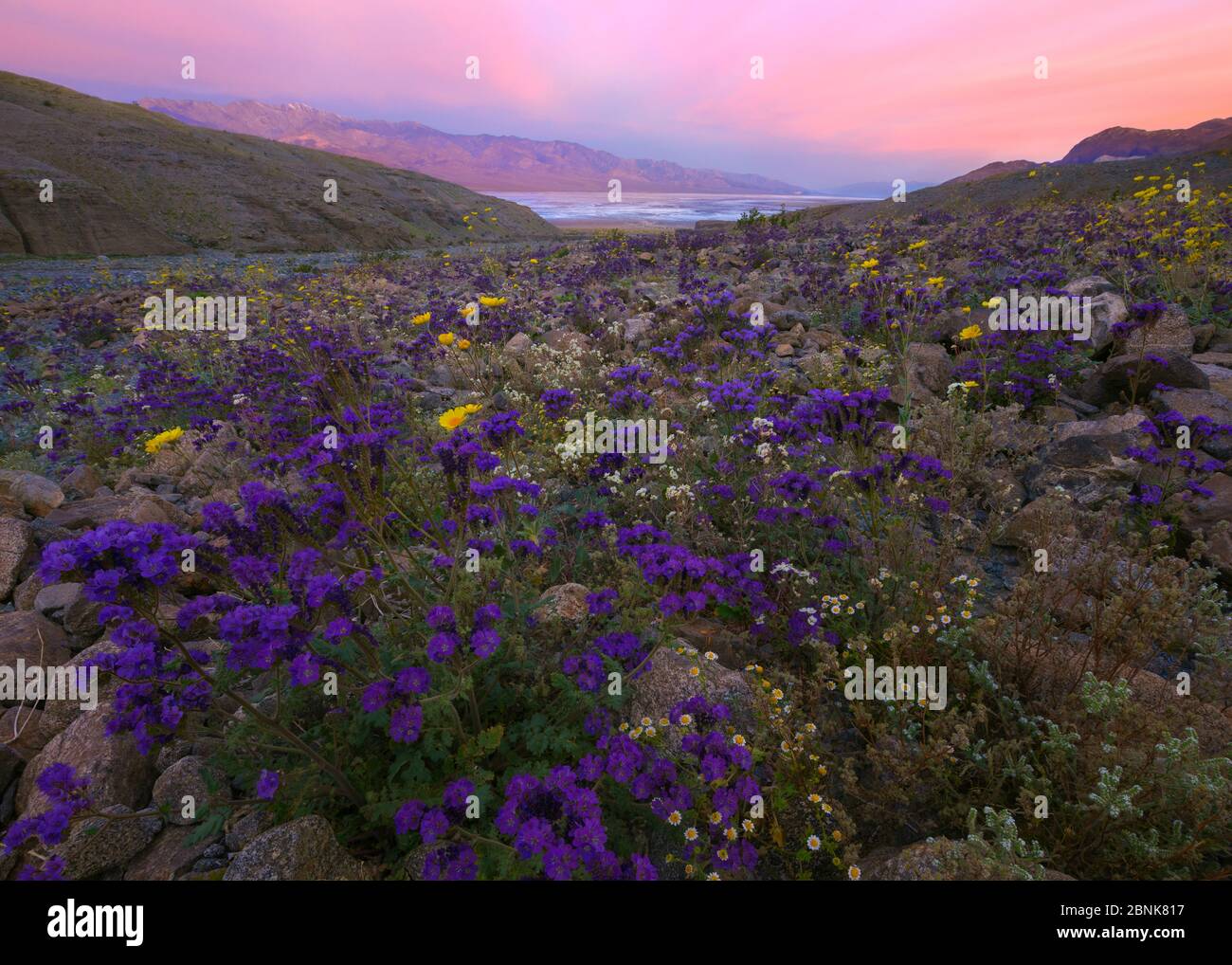 Flowers blooming in Death Valley including Phacelia (Phacelia crenulata), Desert gold (Geraea canescens), Rock daisies (Perityle emori), and Brown-eye Stock Photo