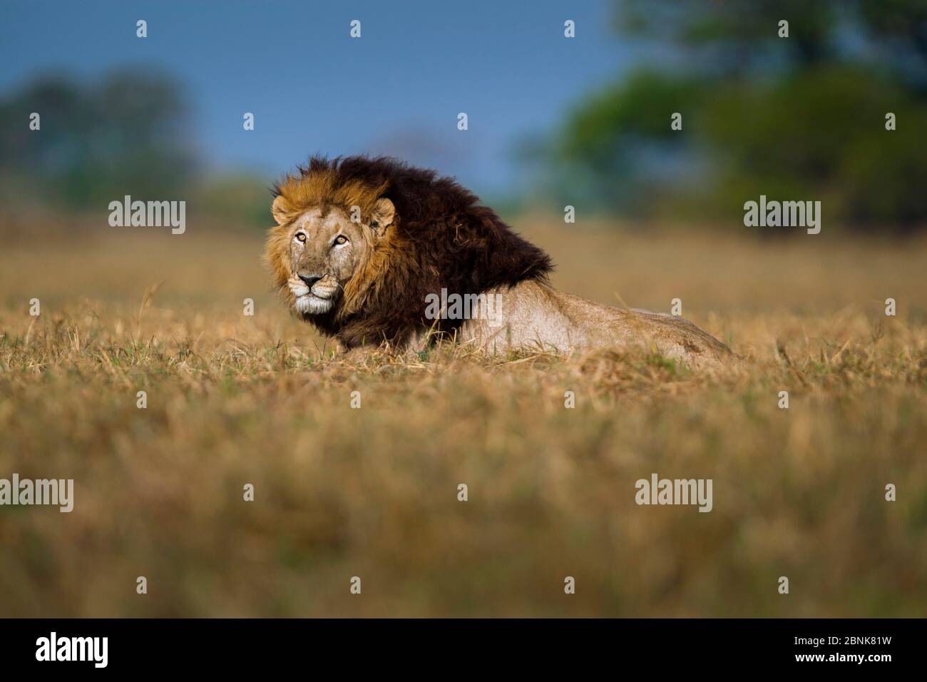 African lion (Panthera leo) male lying in the middle of the Busanga Plains, Kafue National Park, Zambia. Vulnerable Stock Photo