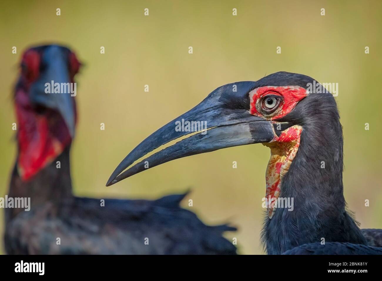Southern ground hornbill (Bucorvus leadbeateri) juvenile with an adult bird close by on the Selinda Reserve in northern Botswana. Vulnerable. Stock Photo