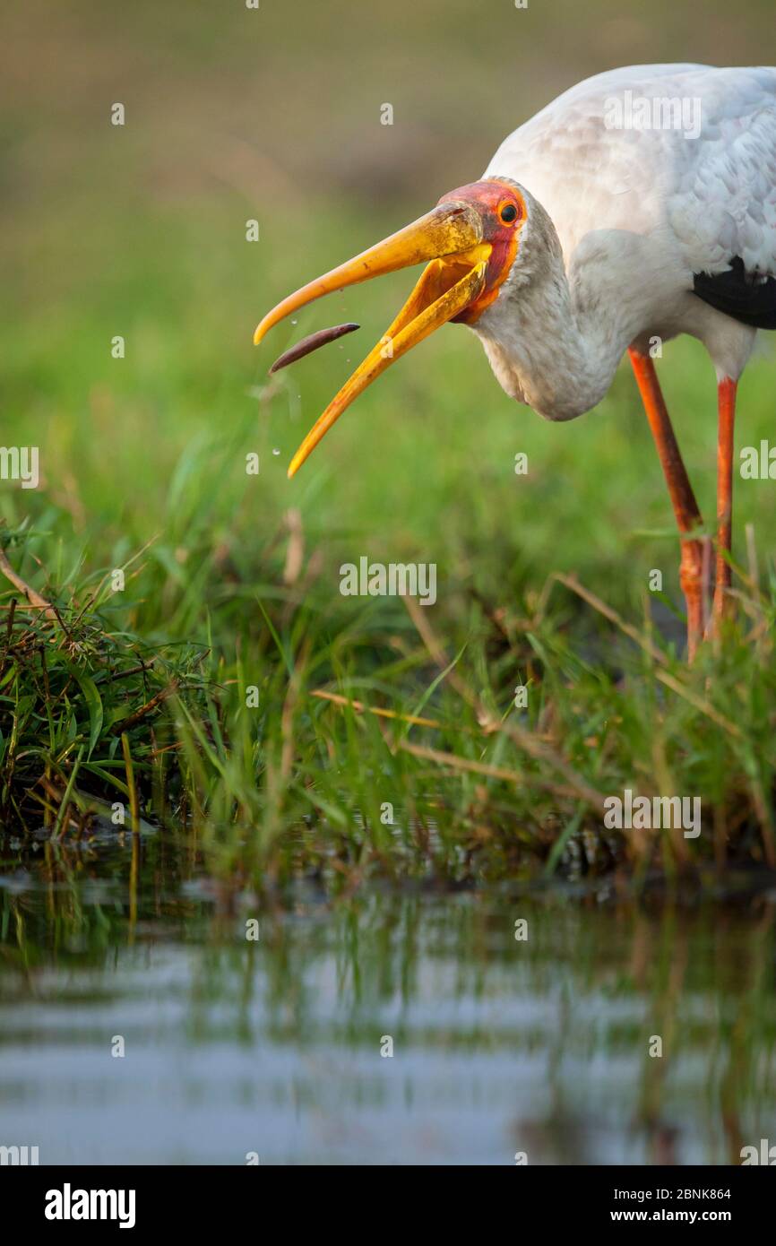 Yellow-billed stork (Mycteria ibis) catching a young barbel or catfish in the shallows of the Chobe River, Chobe National Park, Botswana. Stock Photo