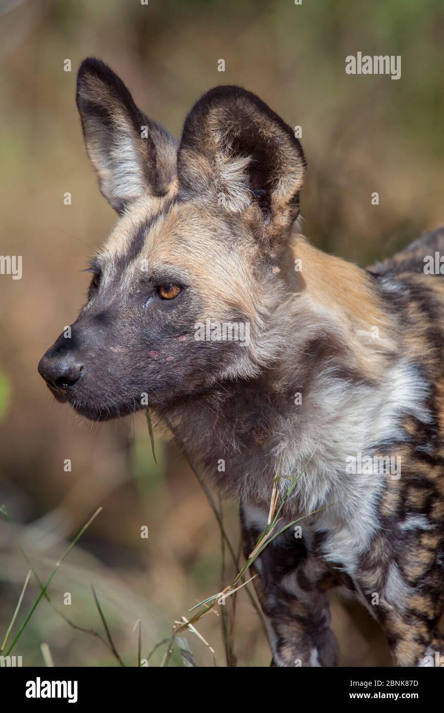 African wild dog (Lycaon pictus) in forests lining the Limpopo River on Mashatu Game Reserve, Botswana. Stock Photo