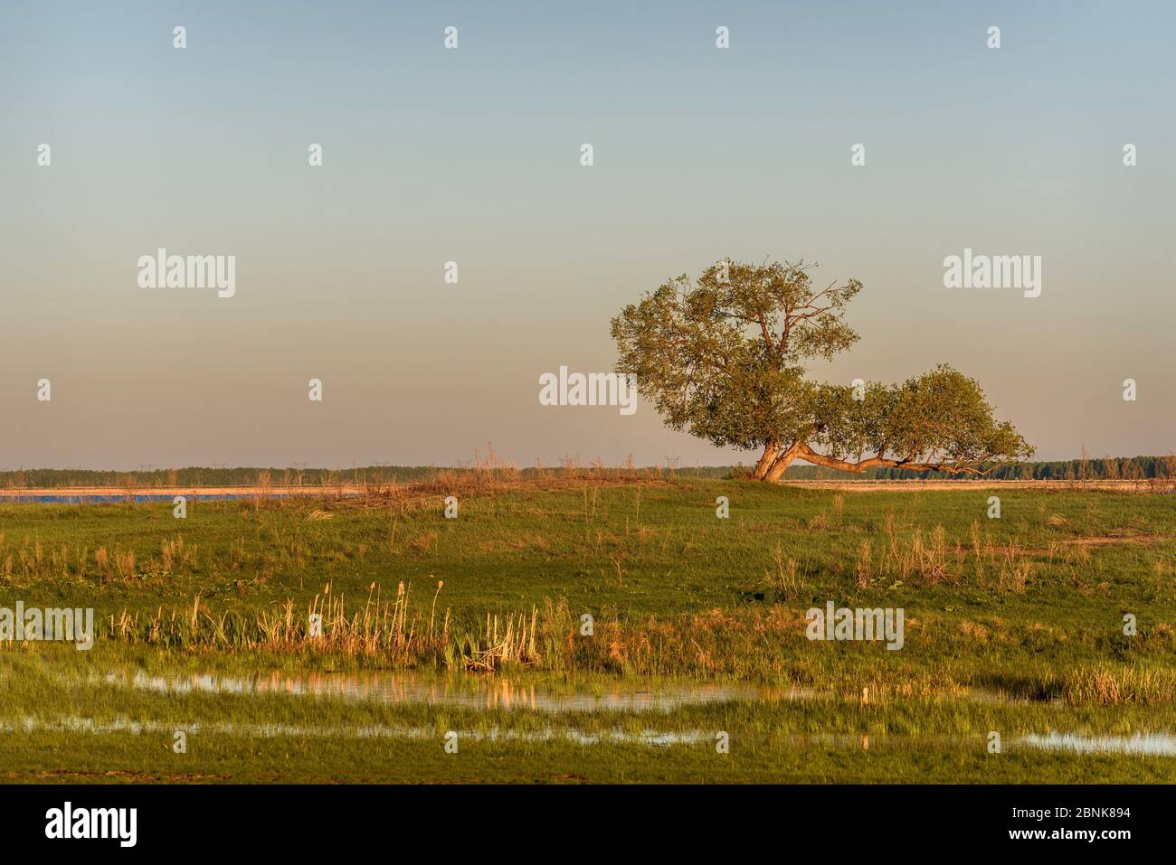 Beautiful large tree on the shore of the lake, reeds, grass and ...