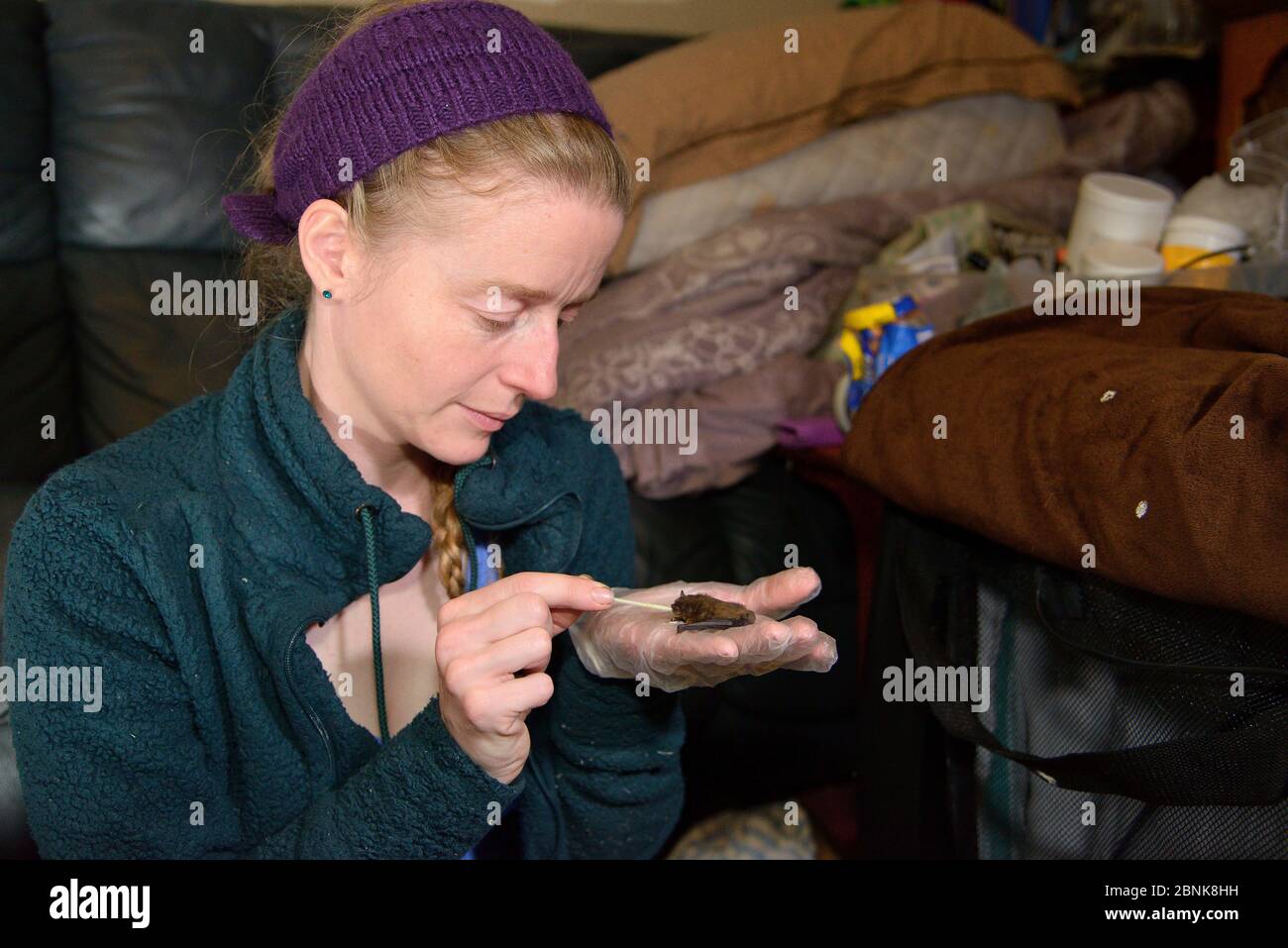 Samantha Pickering feeding a rescued abandoned Soprano pipistrelle bat pup (Pipistrellus pygmaeus) with goat's milk from a pipette, North Devon Bat Ca Stock Photo
