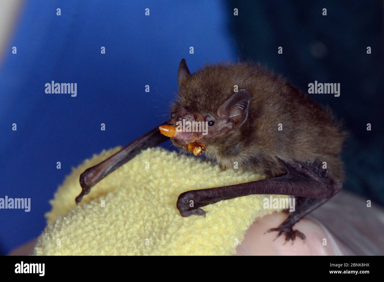 Rescued abandoned Soprano pipistrelle bat pup (Pipistrellus pygmaeus) eating a mealworm, North Devon Bat Care, Barnstaple, Devon, UK, August. Model re Stock Photo
