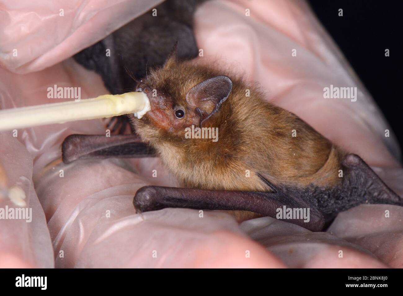 Rescued abandoned Soprano pipistrelle bat pup (Pipistrellus pygmaeus) feeding from a pipette, North Devon Bat Care, Barnstaple, Devon, UK, August. Mod Stock Photo