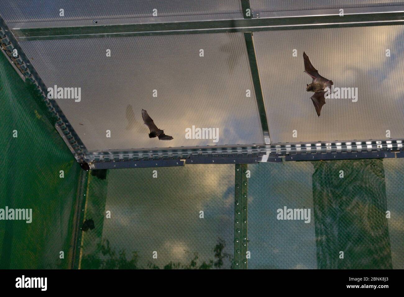 Young Common pipistrelle bats (Pipistrellus pipistrellus) reared in captivity since their rescue as pups, learning to fly and hunt in a flight cage at Stock Photo