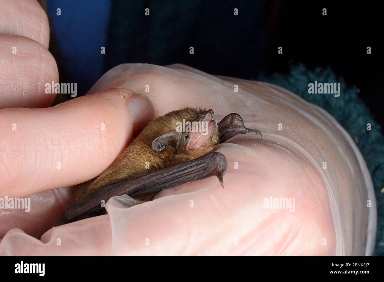 Samanatha Pickering holding and stroking rescued abandoned Soprano pipistrelle bat pup (Pipistrellus pygmaeus) held in hand, North Devon Bat Care, Bar Stock Photo