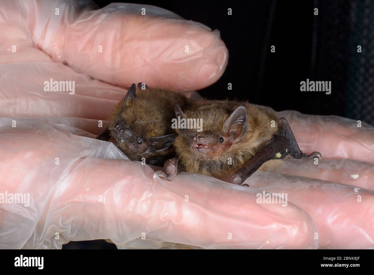 Rescued abandoned Common pipistrelle bat pup (Pipistrellus pipistrellus) held alongside a paler Soprano pipistrelle pup (Pipistellus pygmaeus), North Stock Photo