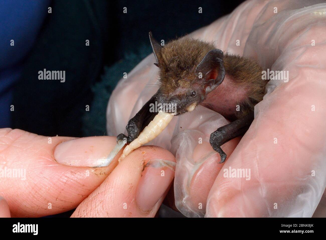 Rescued abandoned Common pipistrelle bat pup (Pipistrellus pipistrellus) being hand-fed a waxworm, North Devon Bat Care, Barnstaple, Devon, UK, August Stock Photo