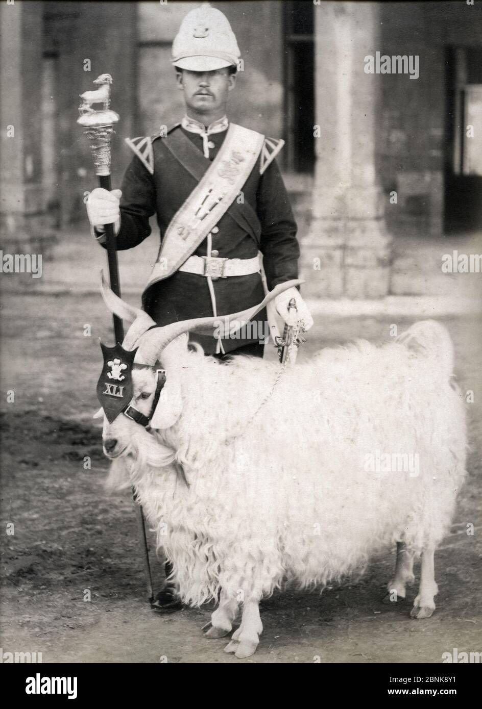 Billy goat mascot of the 41st Regiment of Foot in the British army ...