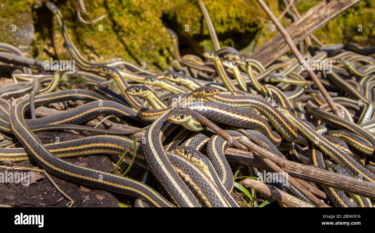Garter snakes hibernation hires stock photography and images Alamy