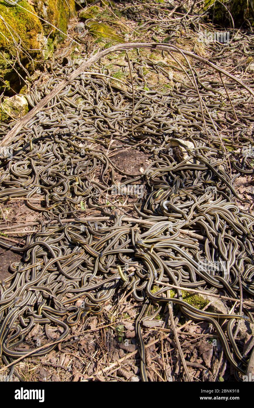 Thamnophis sirtalis parietalis manitoba hires stock photography and