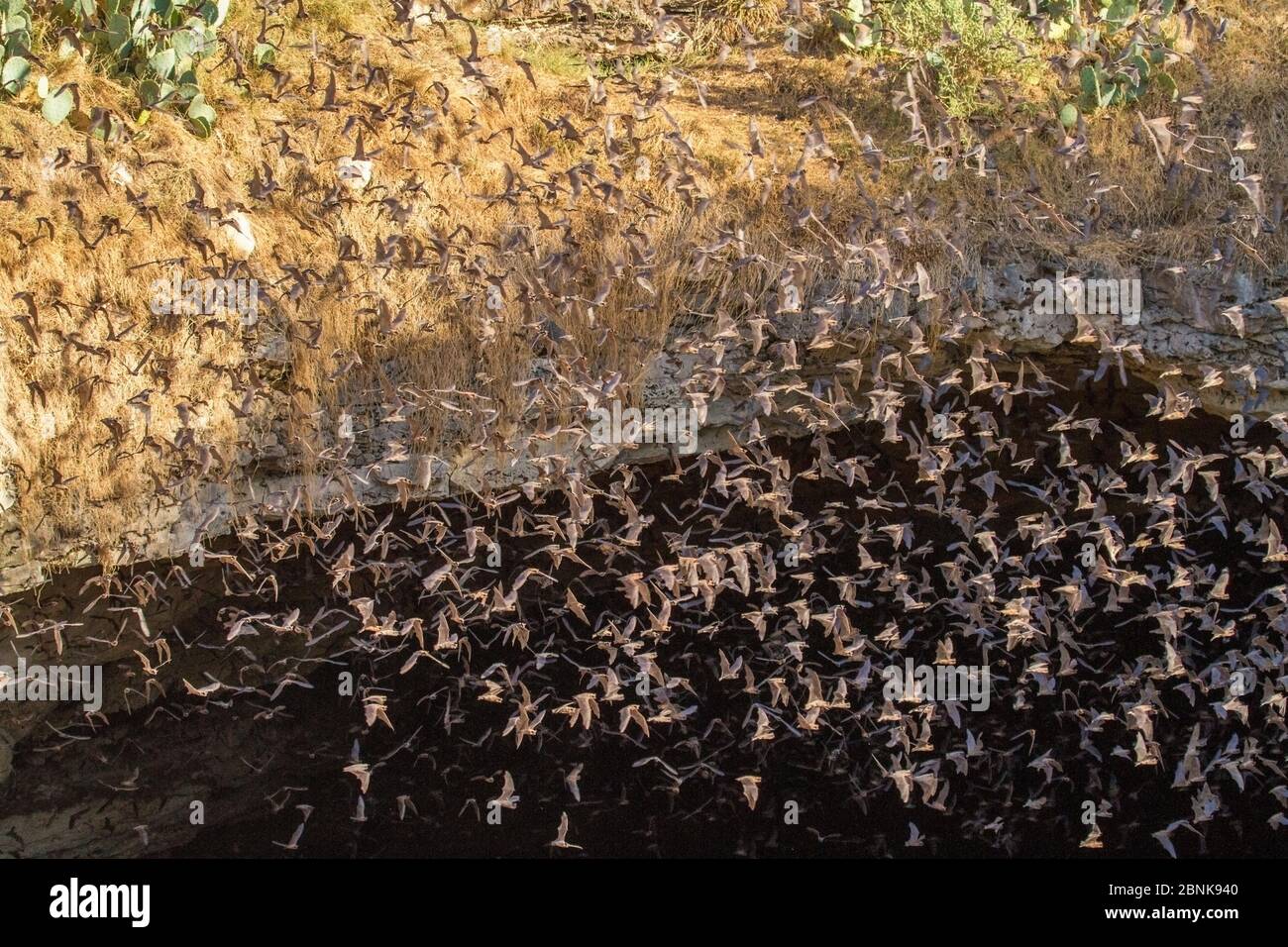 Thousands of Mexican freetailed bats (Tadarida brasiliensis) emerging from Bracken Cave, Texas