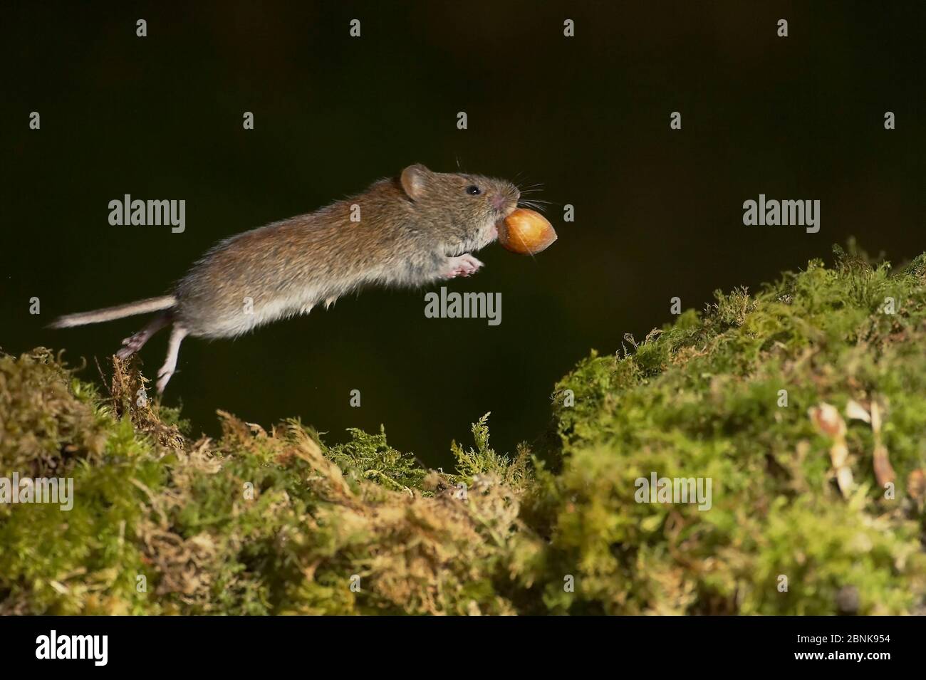 Bank vole (Clethrionomys glareolus) jumping over moss with hazel nut in mouth. Kilchrenan, Argyll and Bute, Scotland, UK. February. Stock Photo