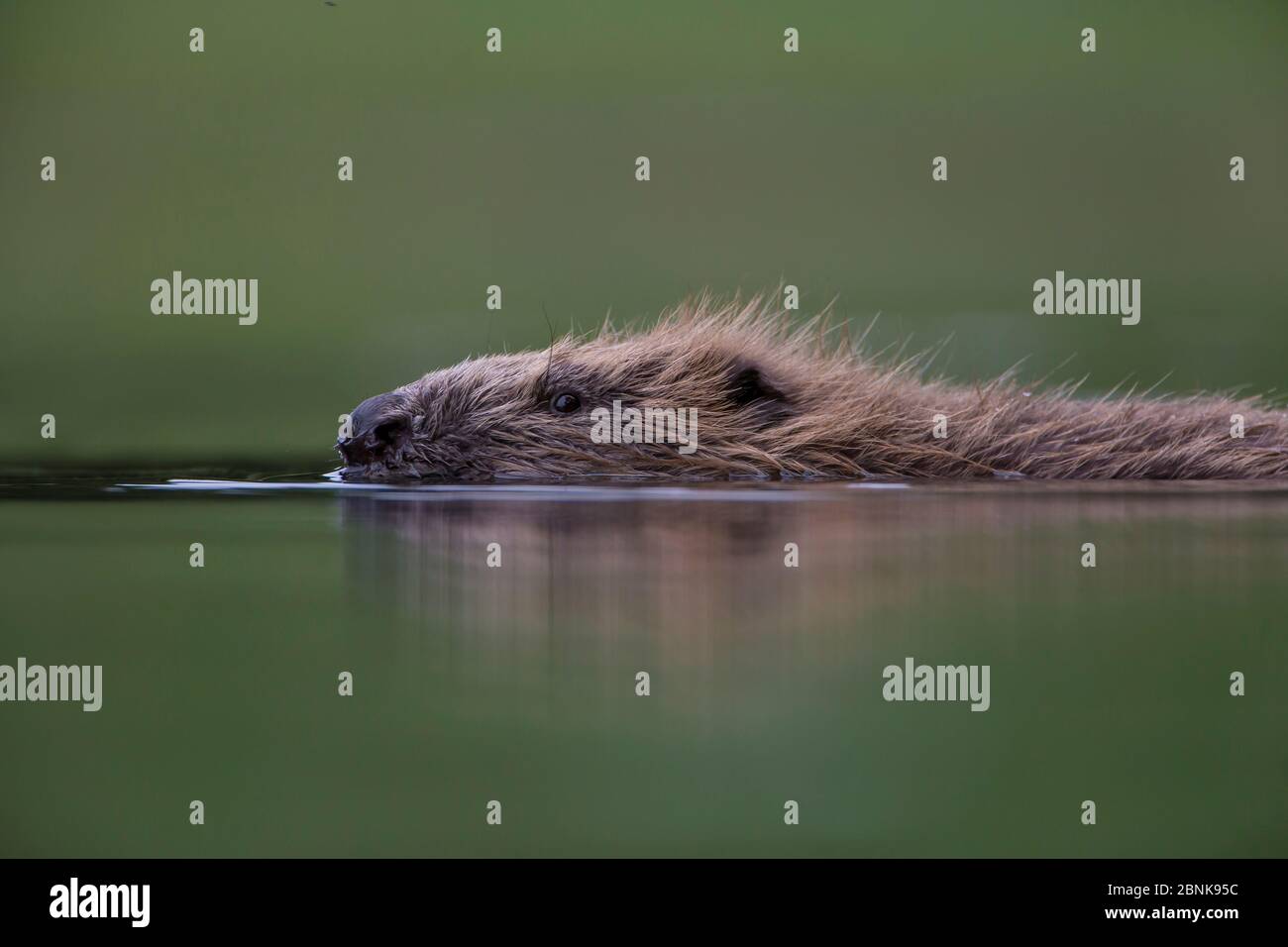 European beaver (Castor fiber) beaver swimming, Knapdale, Argyll and Bute, Scotland, UK, July. Stock Photo