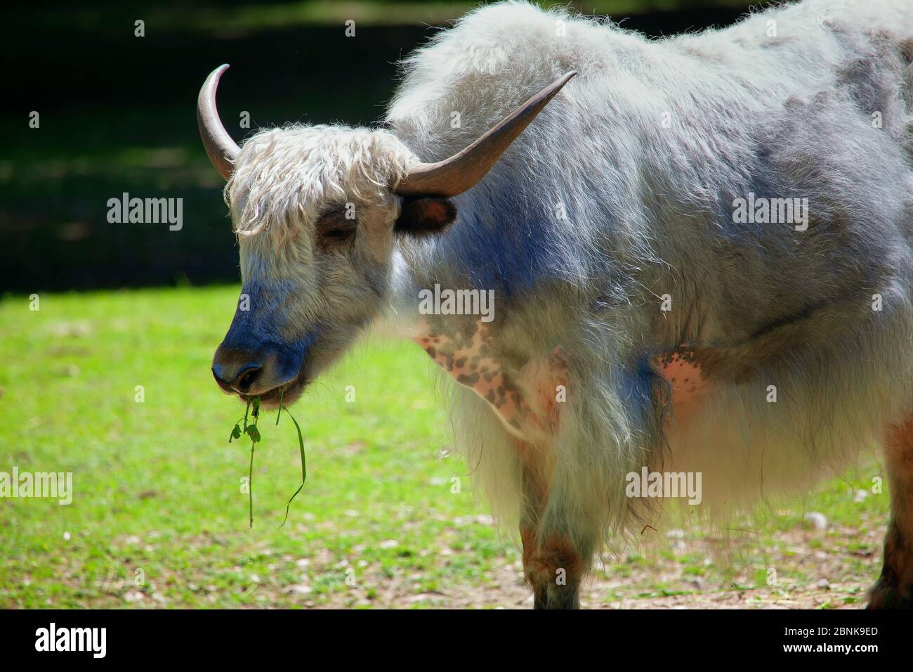 Portrait of Domestic Yak Eating Fresh Grass Stock Photo Alamy