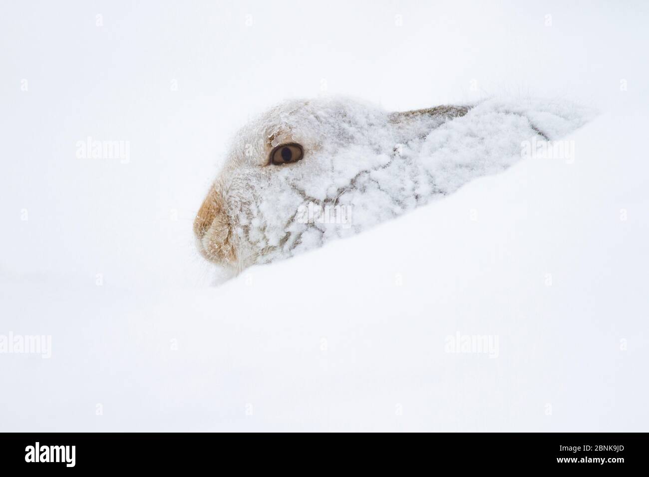 Mountain hare (Lepus timidus) in white winter coat, Cairngorms National Park, Scotland, UK, January. Stock Photo
