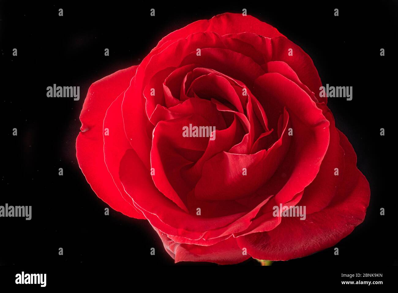Vivid colour of a single red rose Stock Photo