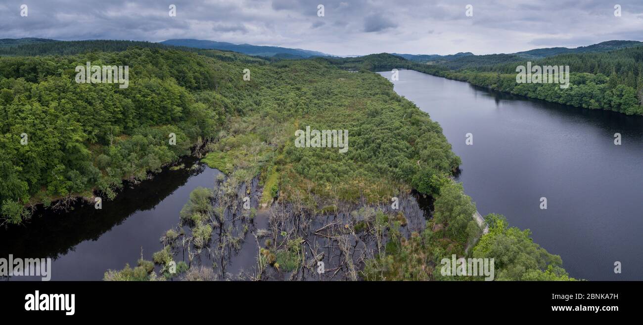Aerial view overlooking wetland habitat created by European beavers (Castor fiber) between Loch Coille-Bharr and Dubh Loch, Knapdale Forest, Argyll an Stock Photo