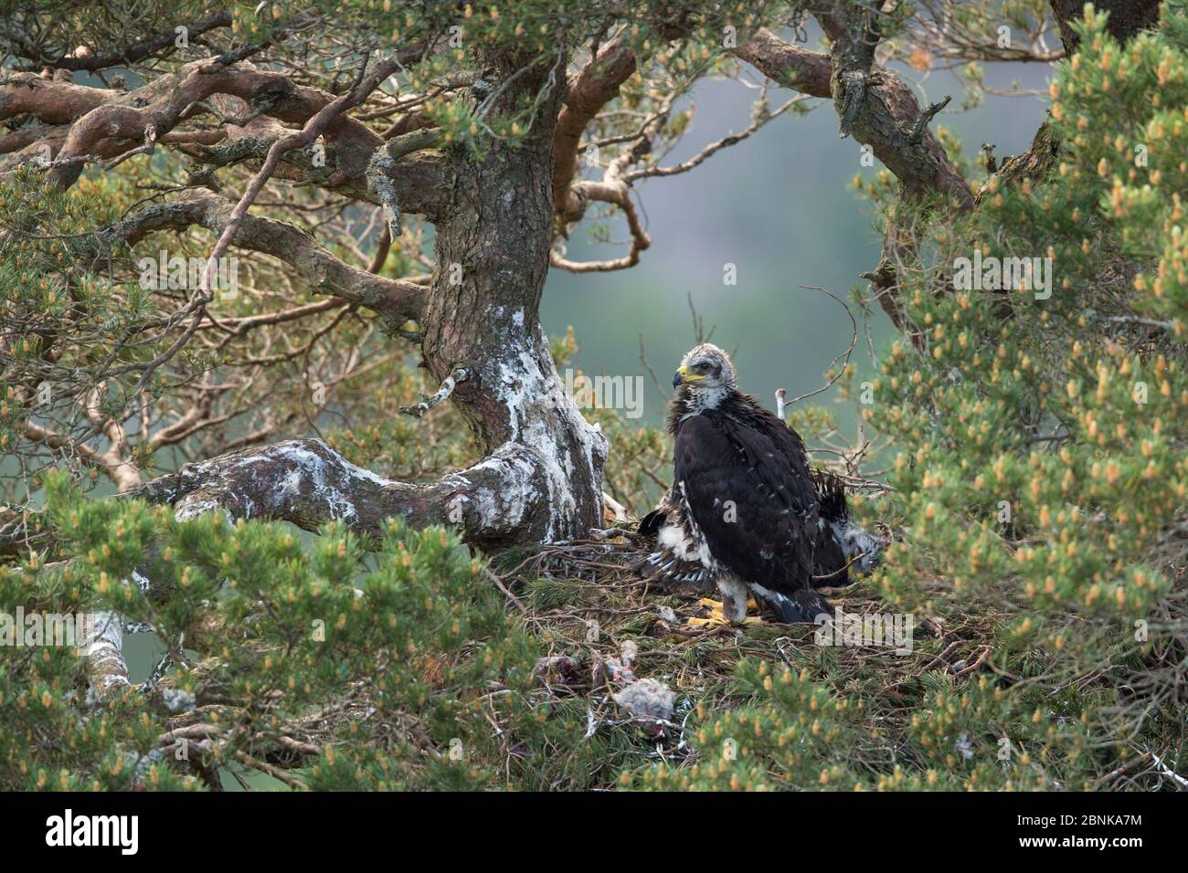 Golden eagle nest hires stock photography and images Alamy