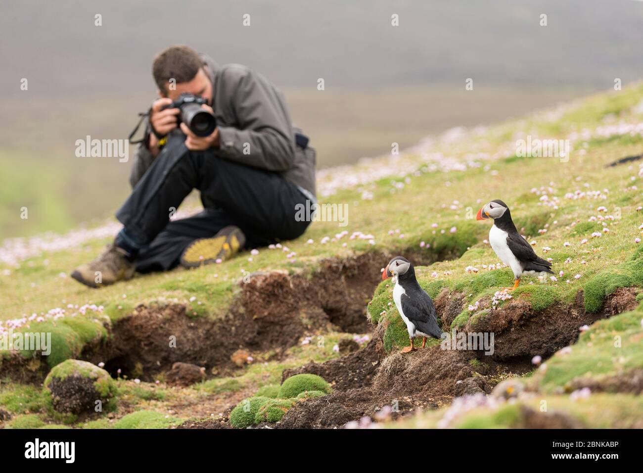Tourist photographing Atlantic Puffin (Fratercula arctica), Fair Isle, Sheltand , Scotland, UK, June. Stock Photo