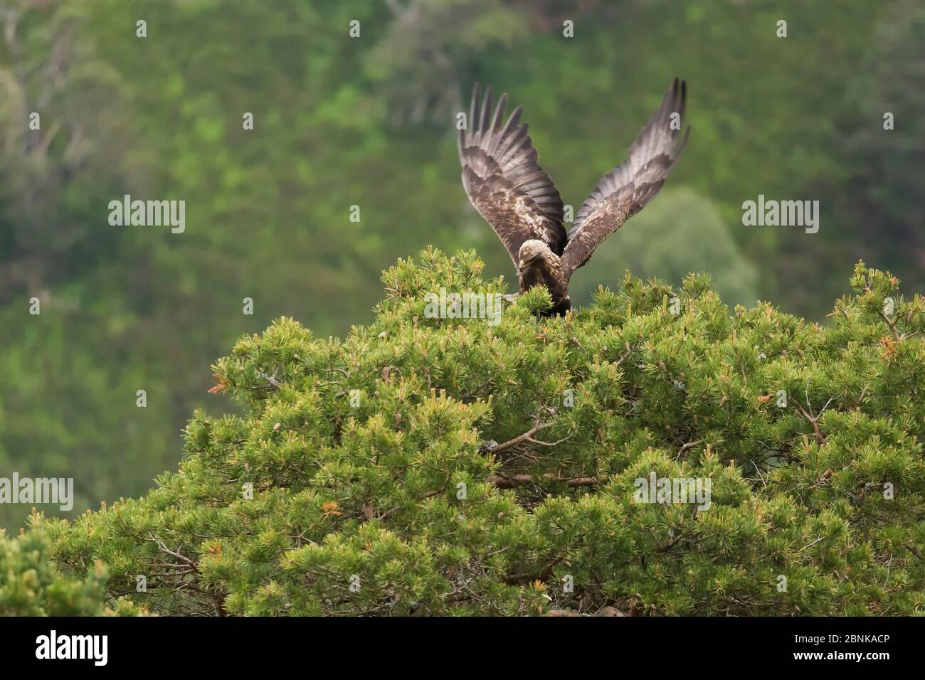 Golden eagle nest hires stock photography and images Alamy