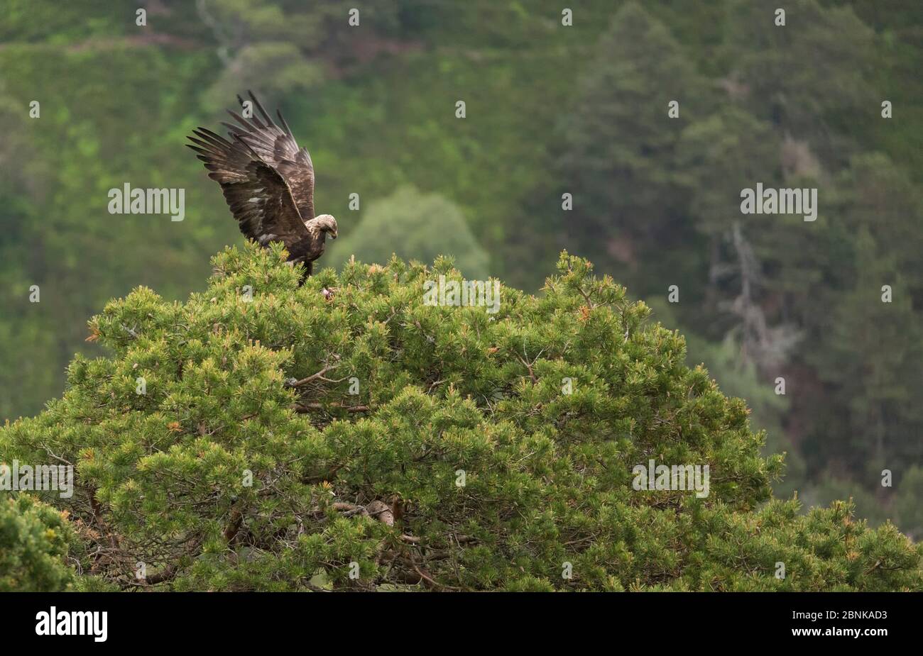 Golden eagle nest scotland hires stock photography and images Alamy