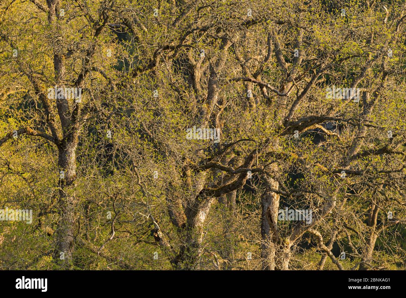 Ash trees uk may hi-res stock photography and images - Alamy
