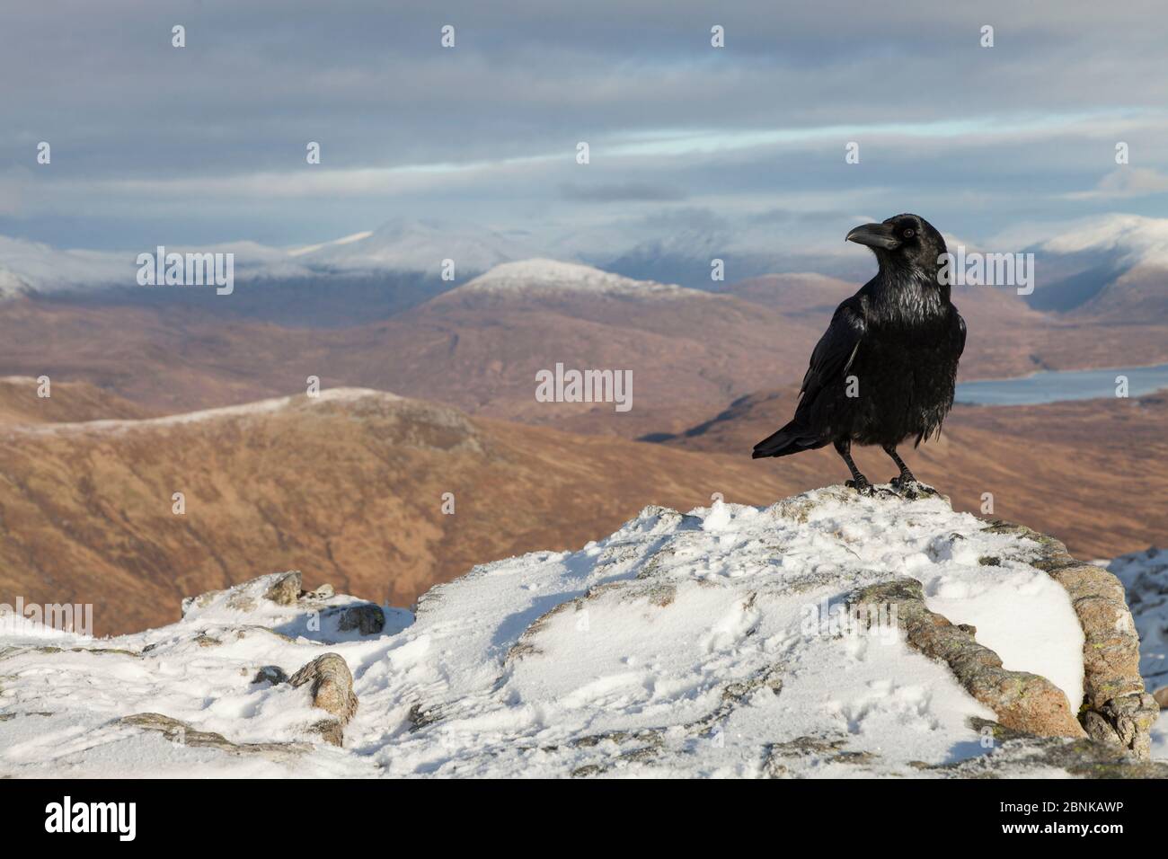 Raven (Corvus corax) perched on summit cairn in Glen Coe, Scotland, November. Stock Photo