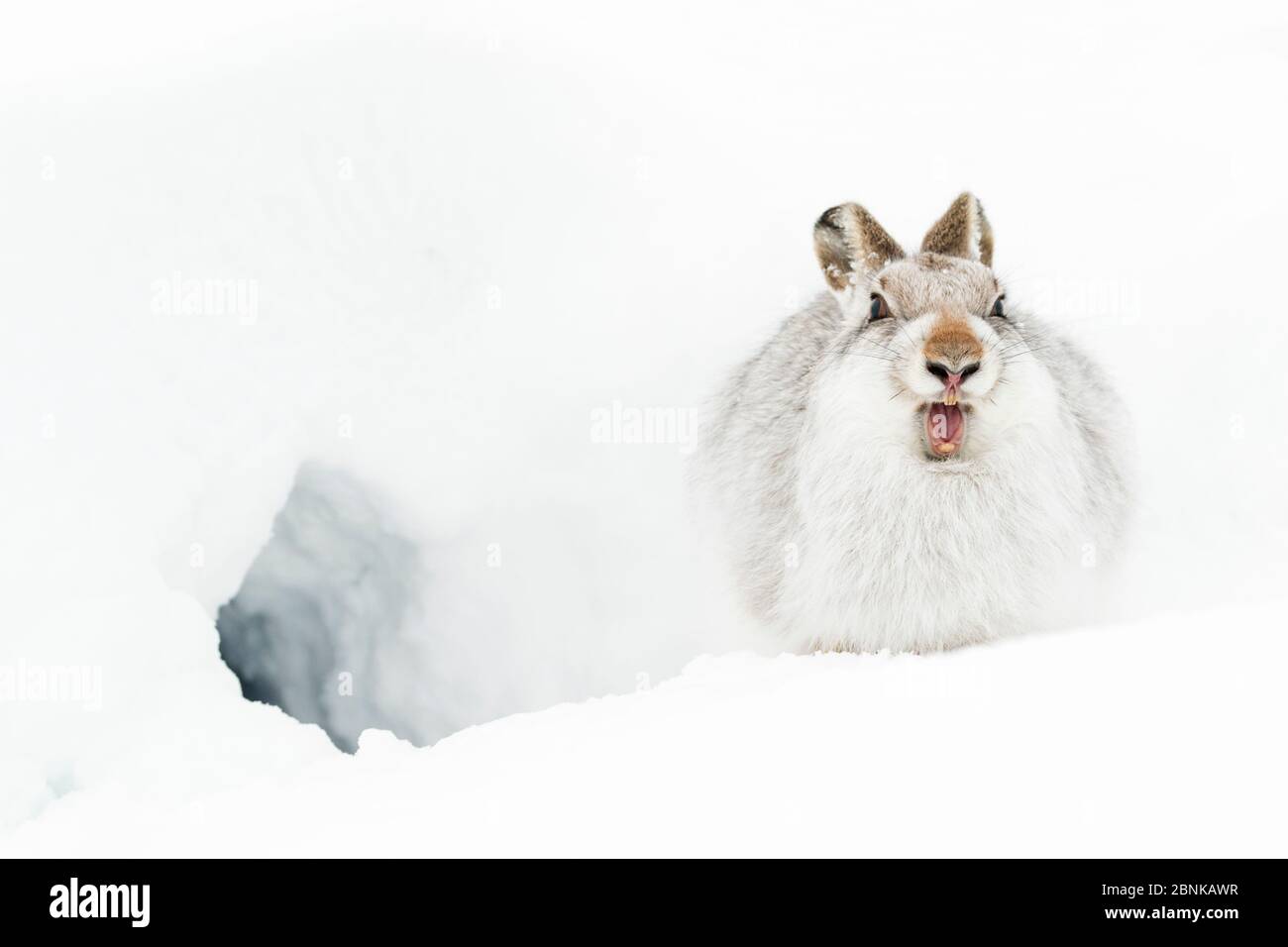 Mountain hare (Lepus timidus) in winter coat, Scotland, UK. January. Stock Photo