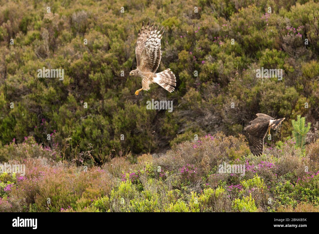 Hen harrier uk chick hi-res stock photography and images - Alamy