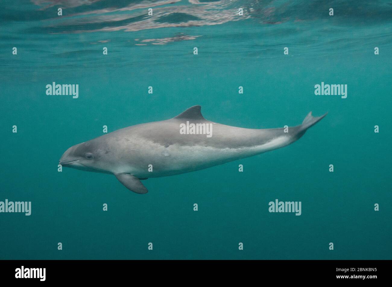 Harbour porpoise (Phocoena phocoena), Shetland, Scotland, UK, October