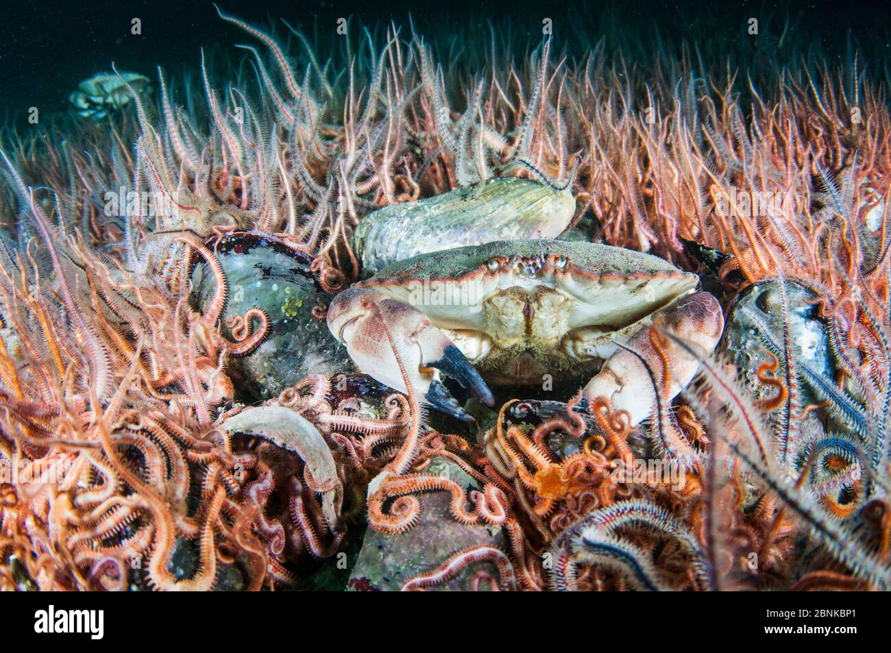 Horse mussel (Modiolus modiolus) bed with Brittlestars (Ophiothrix fragilis) and Edible crab (Cancer pagurus), Shetland, Scotland, UK, September. Stock Photo