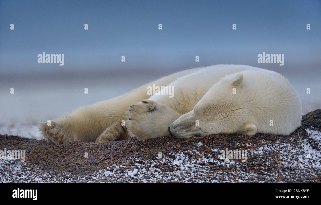 Polar bear (Ursus maritimus) resting on sand, Kaktovik, Alaska, USA, September. Stock Photo