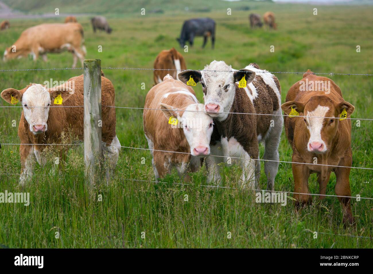 Mixed breed beef calves in pasture, Cley, Norfolk, UK, June Stock Photo