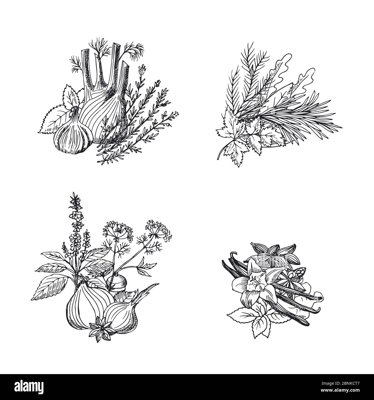 Vector hand drawn herbs and spices piles set illustration Stock Vector ...