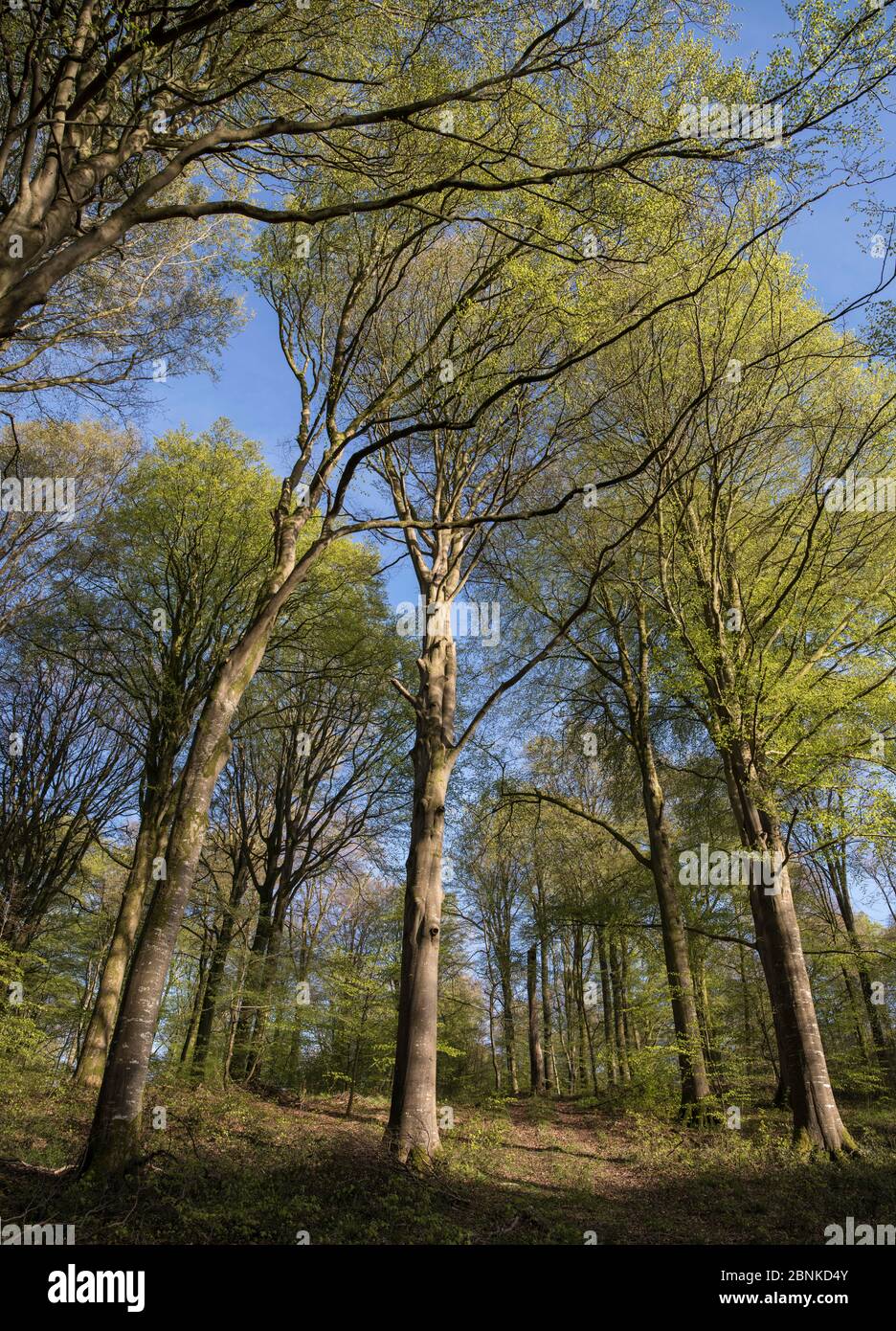Beech trees (Fagus sylvatica) Hesdin Forest, Pas De Calais, France, April. Stock Photo