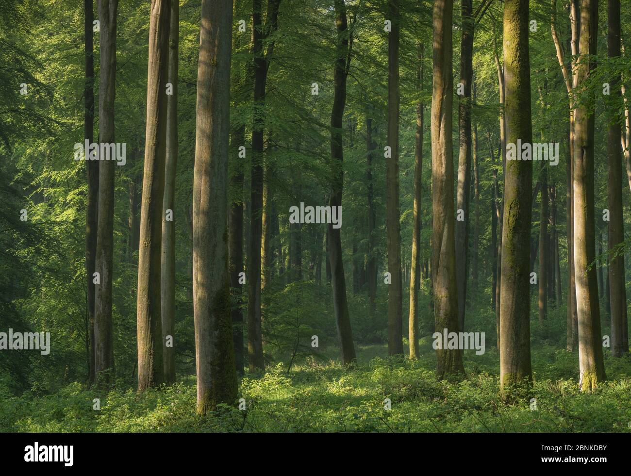 Eurasian beech (Fagus sylvatica)  forest of Hesdin, Pas de Calais, France, May 2016. Stock Photo