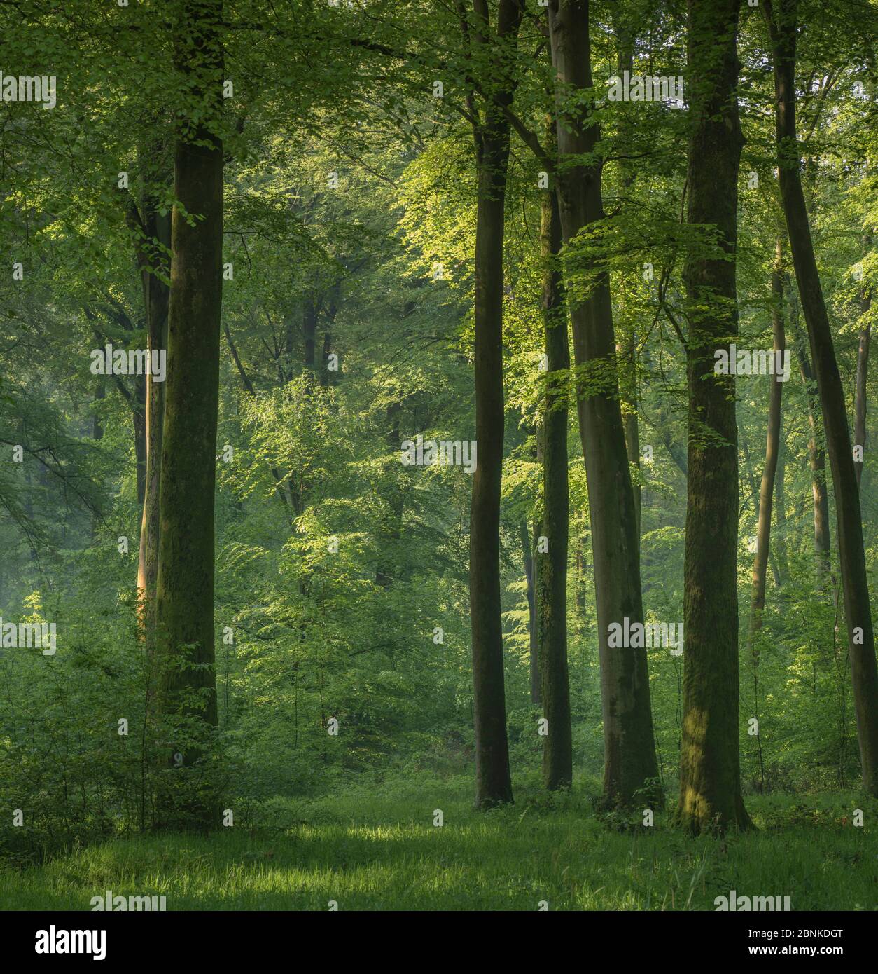 Eurasian beech (Fagus sylvatica)  forest of Hesdin, Pas de Calais, France, May 2016. Stock Photo