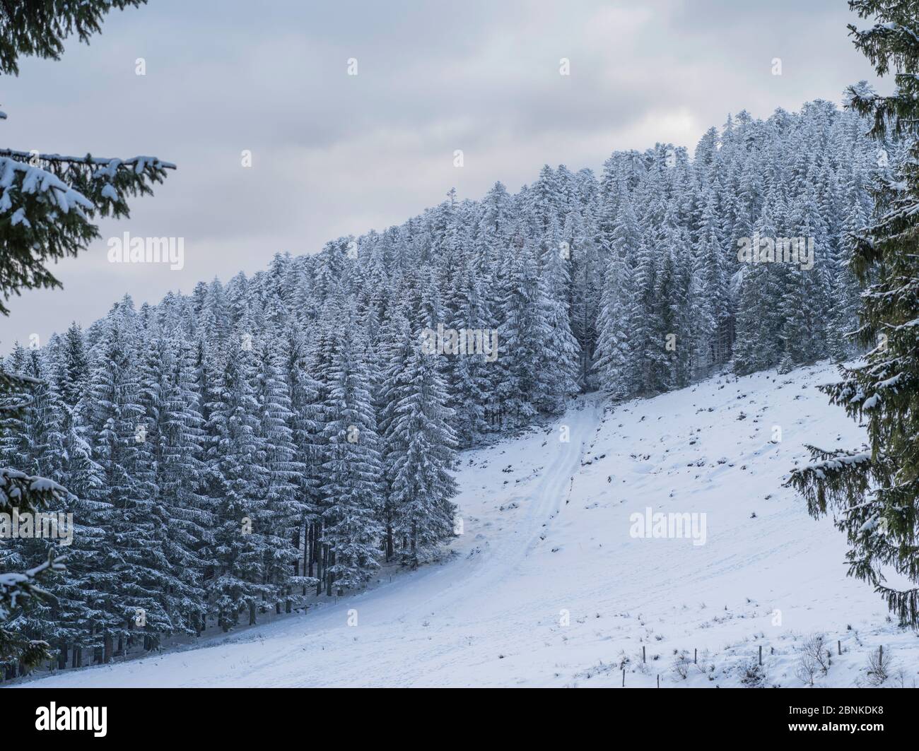 Fir trees (Abies sp) Col du bonhomme, Vosges,  Alsace, France, February 2016. Stock Photo