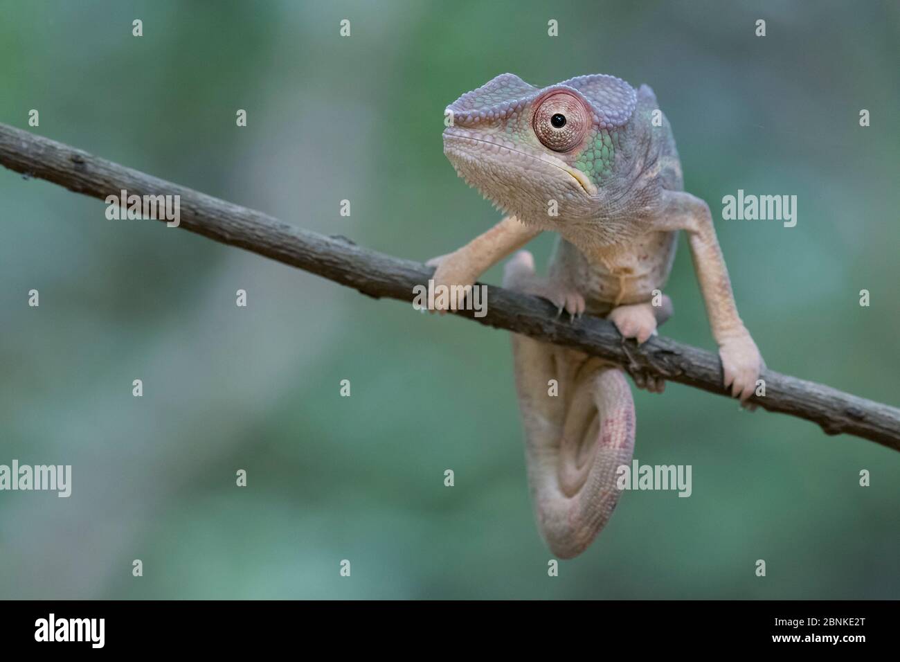 Panther chameleon (Furcifer pardalis) Ankarana National Park, Madagascar Stock Photo