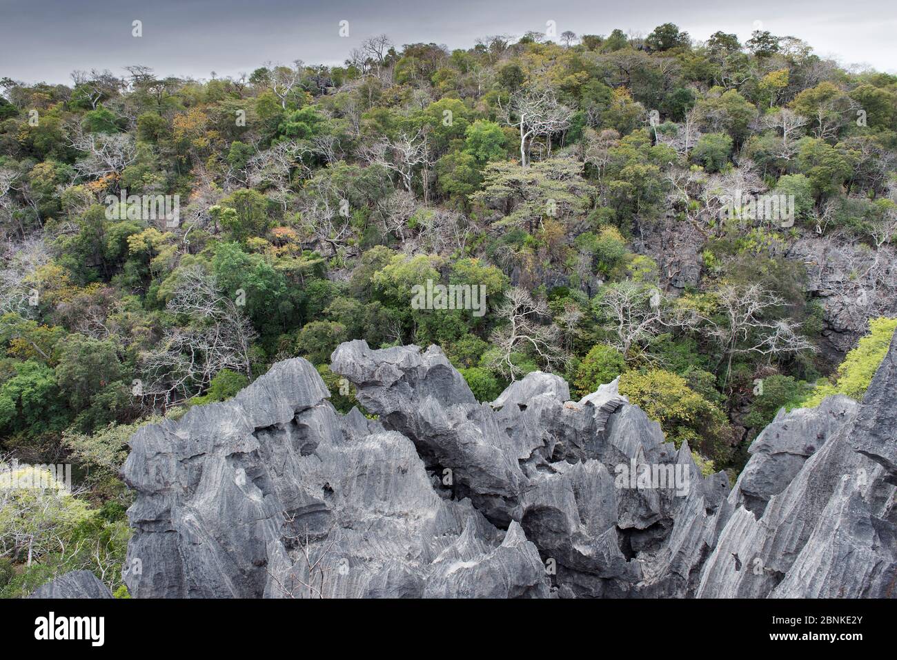 Tsingy karst-limestone formations, Ankarana National Park, Madagascar Stock Photo