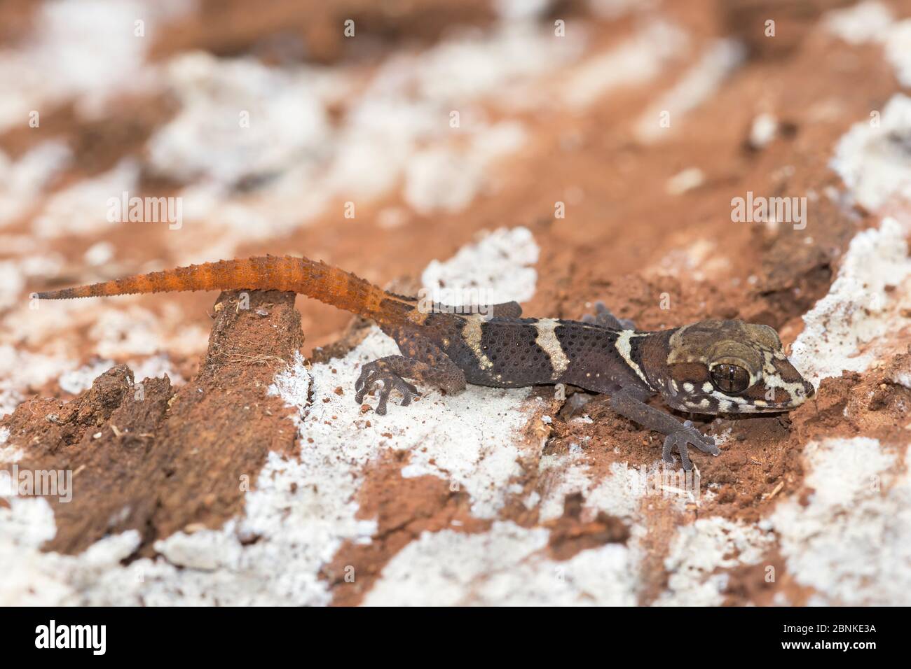 Stumpff's Madagascan ground gecko (Paroedura stumpffi) Ankarana National Park, Madagascar Stock Photo