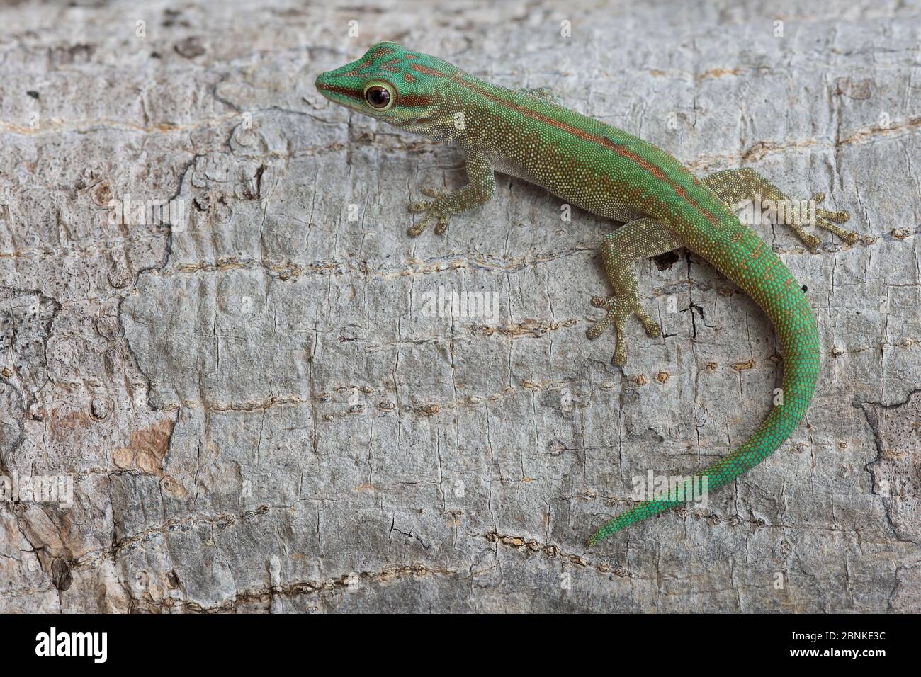 Day gecko (Phelsuma abbotti) Ankarana National Park, Madagascar Stock Photo