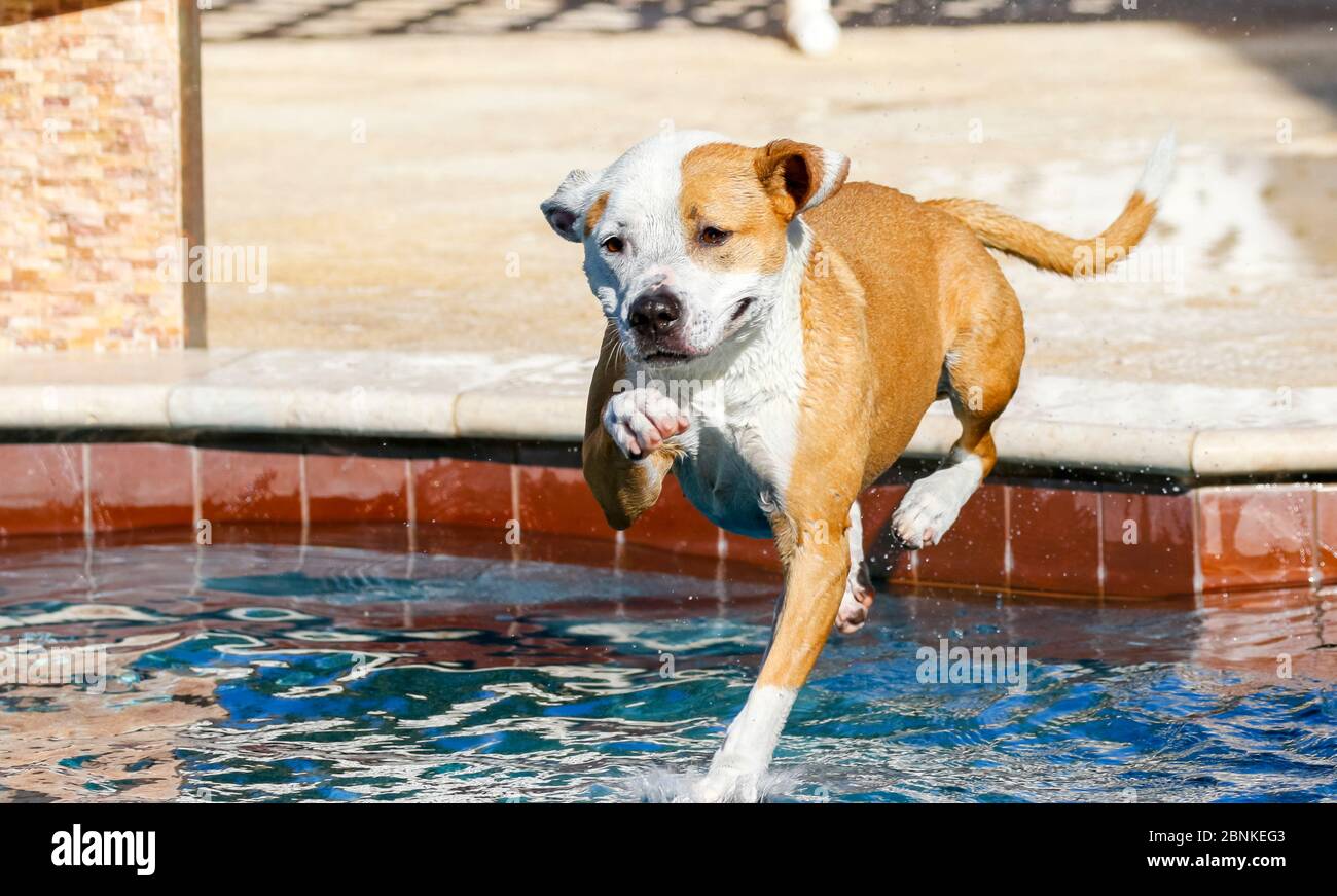 Brown and white pitbull mixed breed dog jumping into a swimming pool Stock Photo