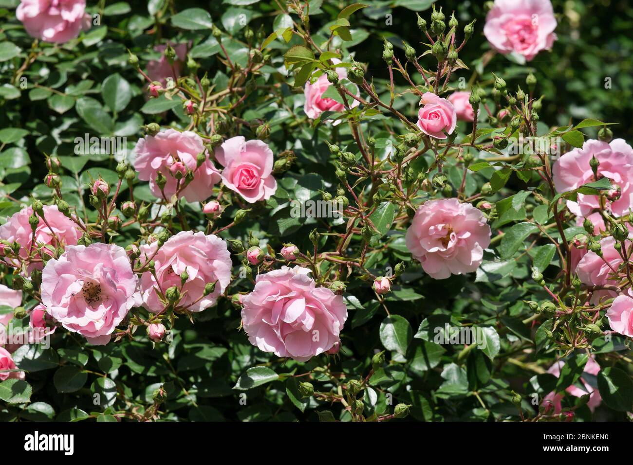 Flowers of Bonica rose Stock Photo