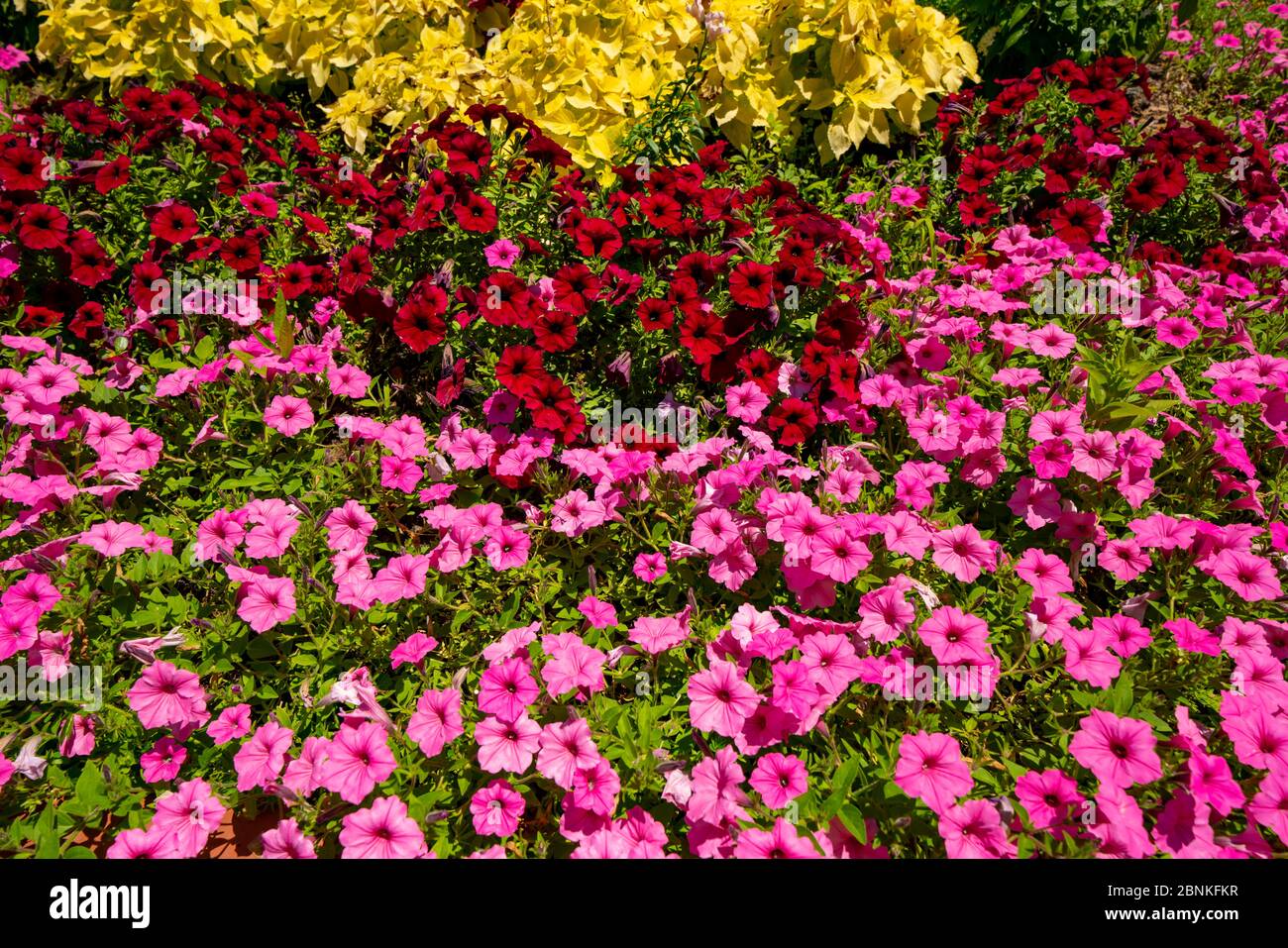 Colorful flower bed hi-res stock photography and images - Alamy