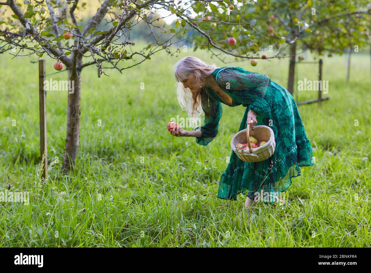 Apple harvest, apple tree, basket, woman collects apples, orchards, meadow, Stock Photo